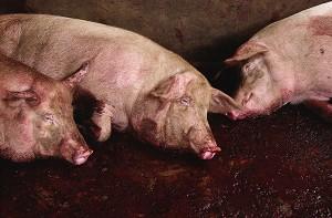 Pig Disease Toll Increases to 39