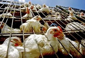 Bird Flu Virus Found in Dead Poultry in Inner Mongolia, China