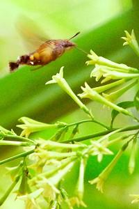 Hummingbird-Like Insects Identified in Kunming City