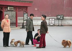 Beijing Protesters Defy Pooch Purge