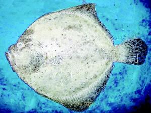 Carcinogenic Turbot Fish Affects China’s Market