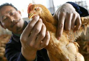Attention to Bird Flu in China Increases