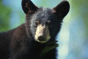 Bile Extracted from Living Black Bears in Southwest China