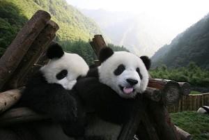 Chinese Pandas’ Home Wins World Heritage Listing
