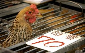 More Than 350,000 Chickens Killed In Xinjiang Bird Flu Epidemic