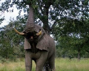 Wild Elephants No Longer Endangered by Highway Cutting Through Preserve