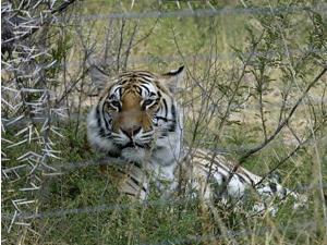 Six-Year-Old Girl Killed by Tiger in Zoo