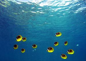 Chinese Hunger for Reef Fish Emptying Asian Seas