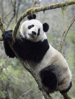Experts Review Reintroduction Program After Panda’s Death