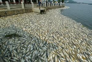 Pollution Causes Sudden Death of 100,000 Kilograms of Fish in Wuhan