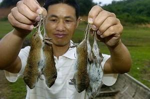 Rat Invasion Could Spread Plague in China
