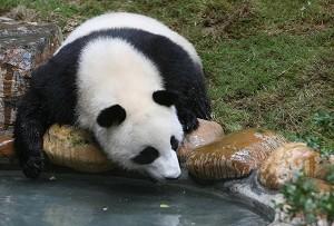 Panda Joins Outrage Over Chinese Food