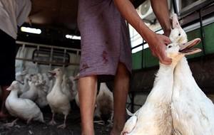 Suspected Bird Flu Pandemic in Guangdong