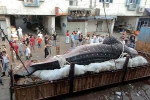 Giant Whale Shark Caught in China