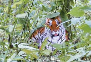 Paper Tiger a Roaring Hoax