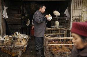 Bird Flu Showing Signs of Mutation Says China Expert