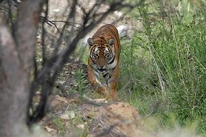 South China Tigers Teeter on Brink of Extinction