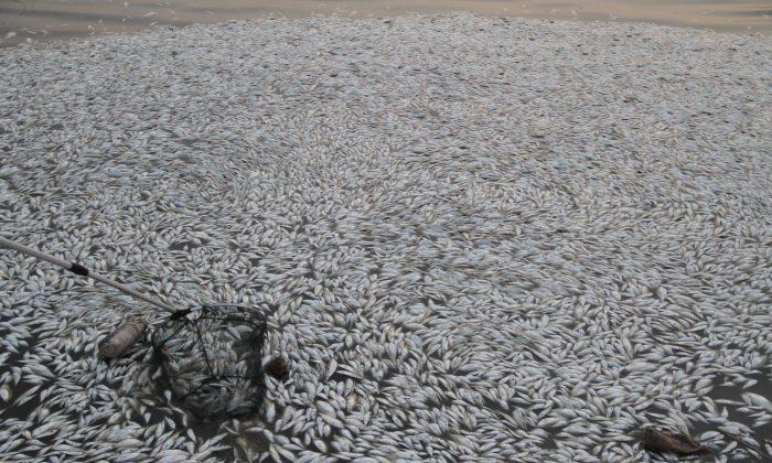 Everything’s OK, Say Chinese Officials After Dead Fish Wash Up in Tianjin