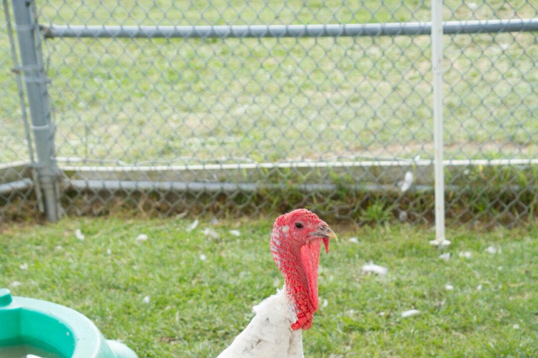 Thanksgiving Restaurants: Denny’s, Applebee’s, Golden Corral, Cracker Barrel, Olive Garden, Marie Callender’s, Chili’s, TGI Friday’s, Waffle House, Open or Closed