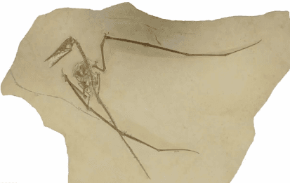 Complete Pterosaur Fossil Found - Food, Feces and All (Video)