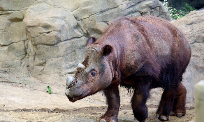 Ohio Zoo Sending Endangered Rhino to Indonesia to Mate