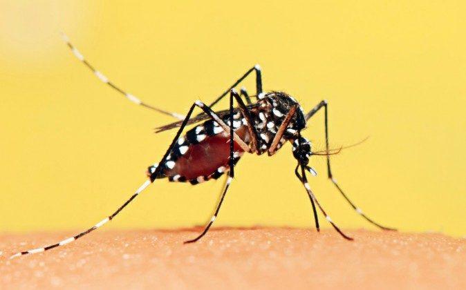 Pregnant Woman in Connecticut Tests Positive for Zika Virus