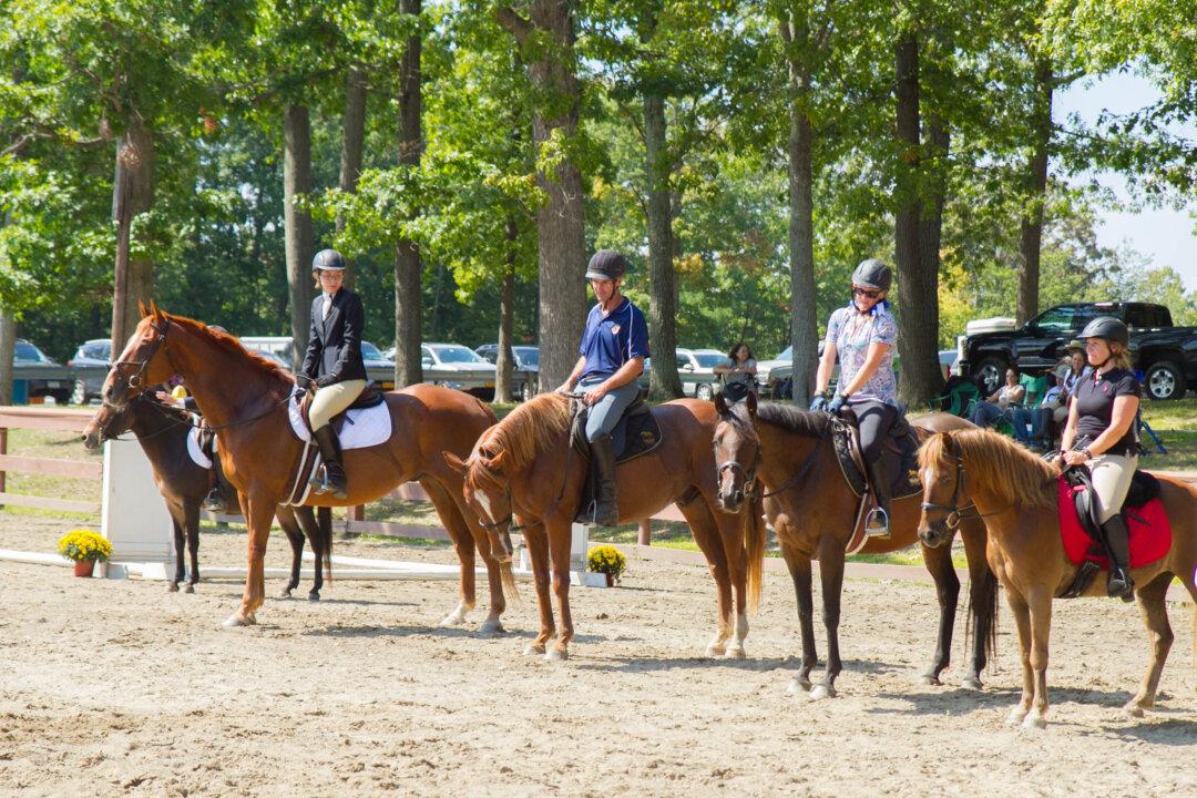 Middletown Horse Show Helps Rescued Horses, Other Charities