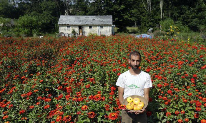 Hudson Valley Organic Farm Produces Seeds Largely by Hand