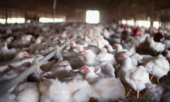 Bird-Flu Bans on US Poultry Exports Persist Even as Cases Subside