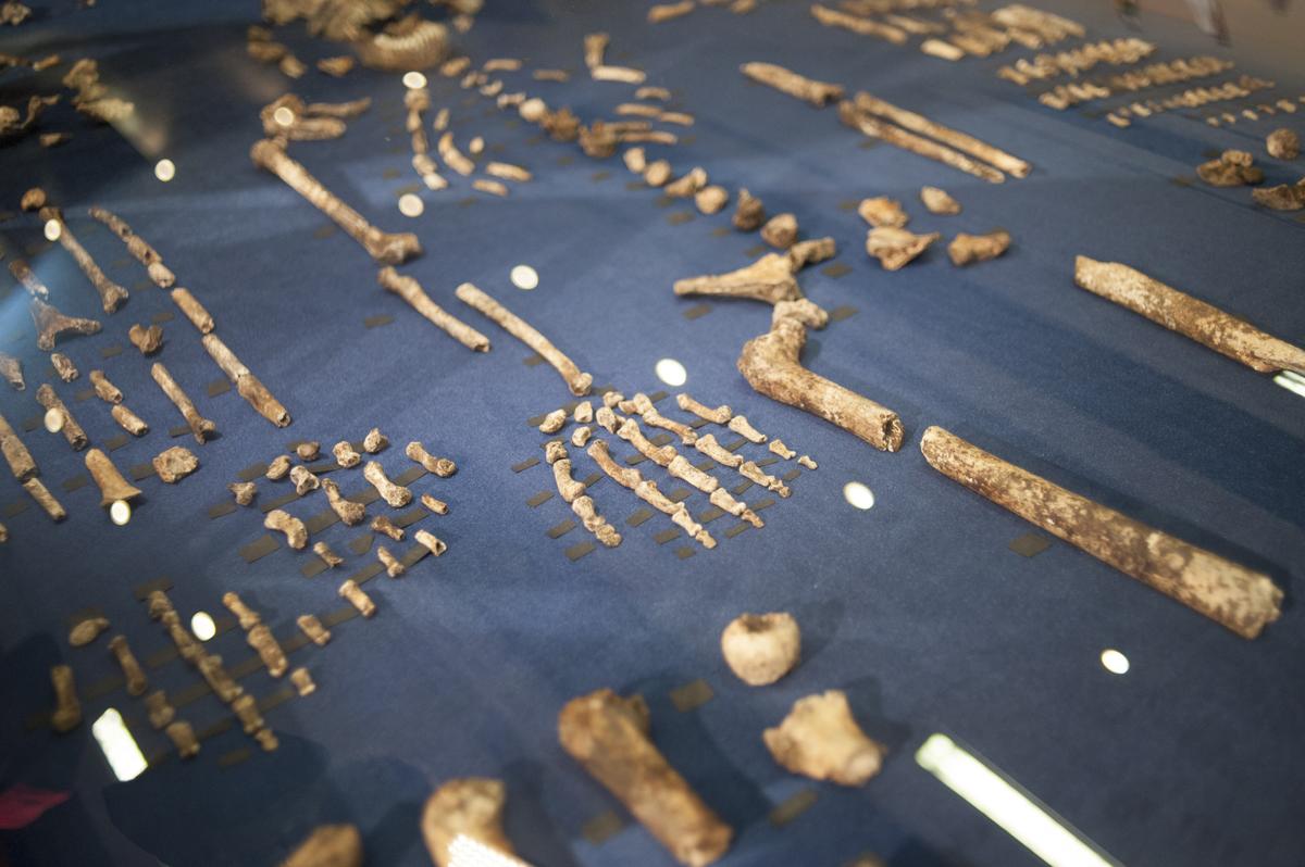 New Human-Like Species Homo Naledi Discovered: 'We Thought We Knew How Human Origins Worked'