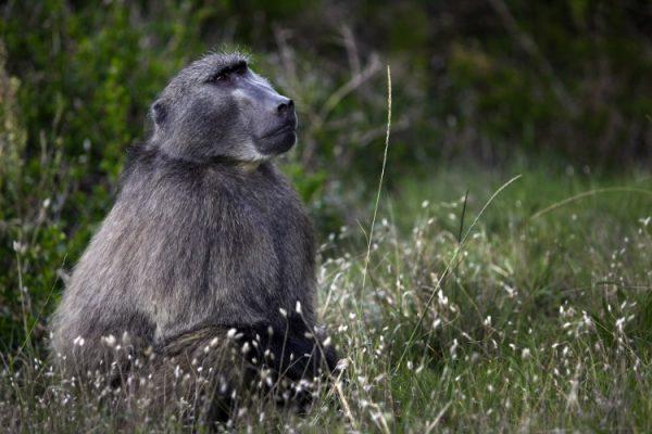 A male baboon watches his troop in Capetown, South Africa. (Paula Bronstein /Getty Images)