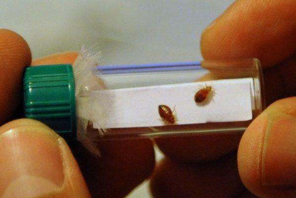 A glass vial containing live bedbugs. (Stan Honda/Getty Images)