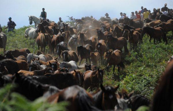 Wild horses are rounded up in the hills on the eve of the rapa das bestas festival on July 1, 2011, in Sabucedo, Spain. (Dennis Doyle/Getty Images)