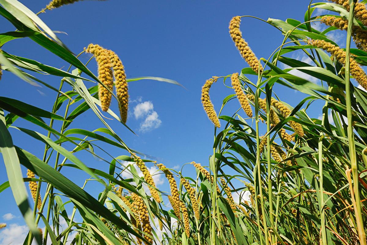Drought Could Turn Millet Into American Food