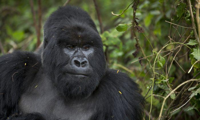 Gorilla Shot and Killed After 4-Year-Old Boy Enters Zoo Enclosure