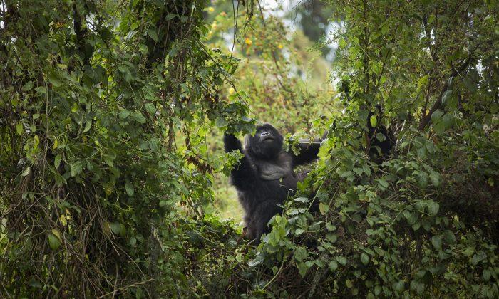 Rwanda: Tourists Marvel at Gorillas Whose Numbers Are Rising
