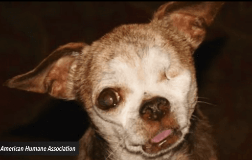 One-Eyed Chihuahua Clinches 2015 American Hero Dog Award (Video)