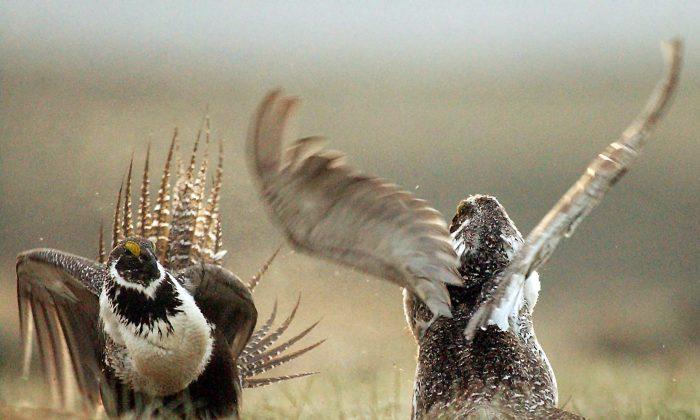US Rejects Protections for Greater Sage Grouse Across West