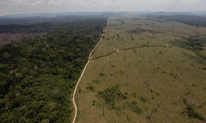Deforestation Should Be at Heart of Climate Discussion, Says NGO Panel