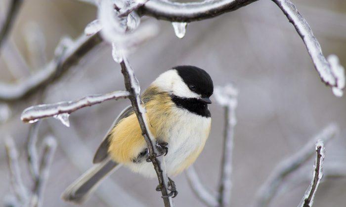 Quiet Winter Riversides May Still Be Full of Birds