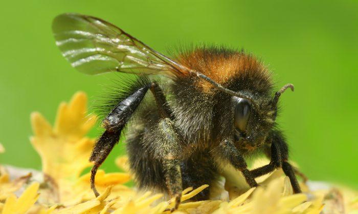Fewer Flowers Mean Bumblebee Tongues Are Shrinking