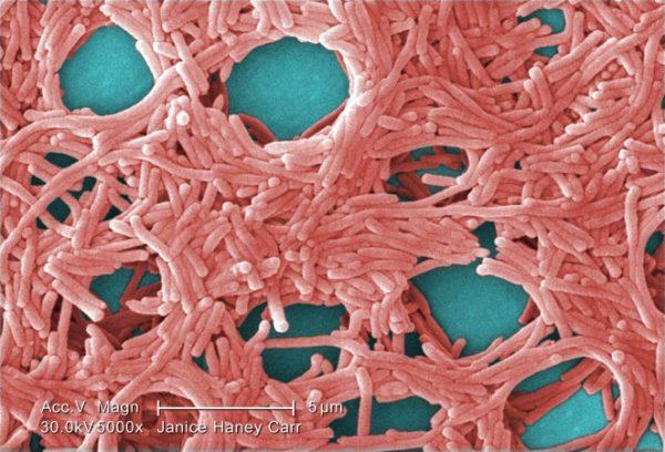  A colorized scanning electron micrograph of Legionella pneumophila bacteria. (Janice Haney Carr/CDC/Public Domain)