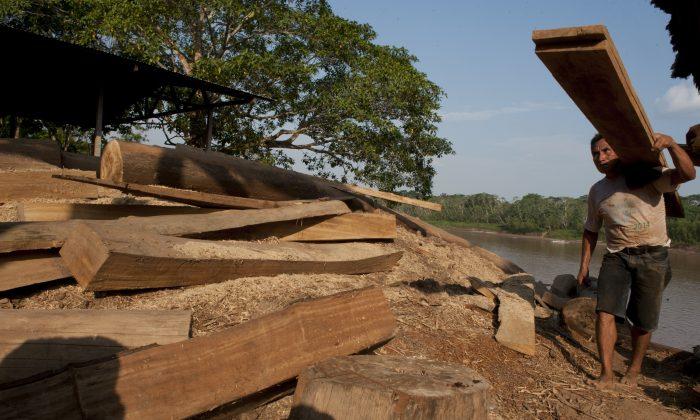 UK Plans Fines for Larger Companies if Supply Chains Involve Illegal Deforestation