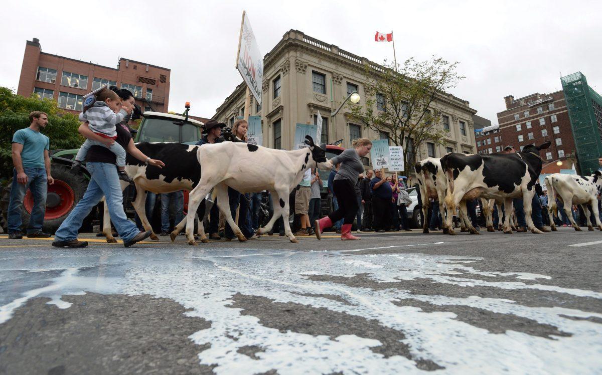 Spilled milk on the street was part of a protest by dairy farmers in downtown Ottawa on Sept. 29, 2015. (The Canadian Press/Sean Kilpatrick)