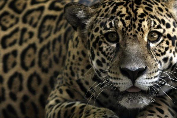 A jaguar, one of an endangered native species of Amazonian fauna, lies at a natural reserve certified by the Brazilian Institute for the Environment and Natural Resources, located on the shores of the Rio Negro in Manaus, northern Brazil, on Oct. 2, 2008. (Mauricio Lima/AFP/Getty Images)