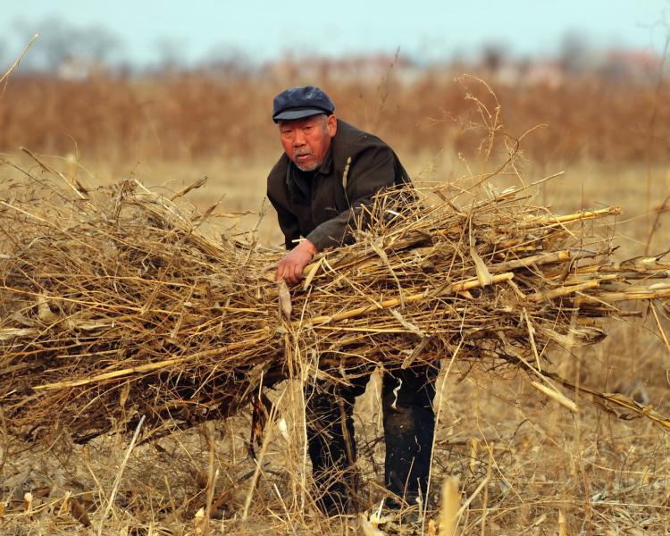 A farmer bundles dried stalks of wheat in a field in Cangzhou, in China's Hebei Province, in February 2009. (Frederic J. Brown/Getty Images)