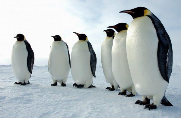Emperor penguins (Aptenodytes forsteri) in Antarctica. (National Science Foundation)