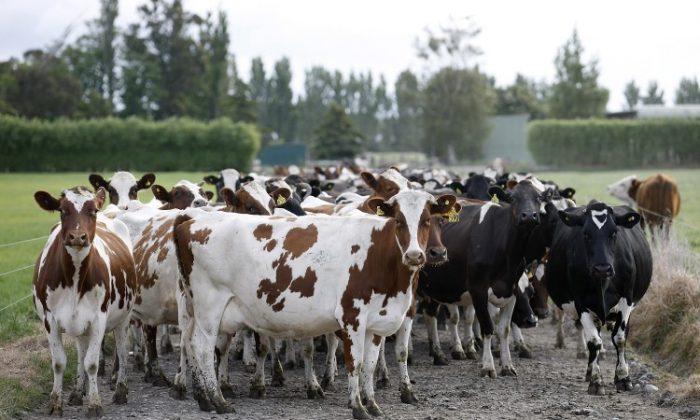 New Zealand Dairy Producer Fonterra Sells Off China Farms