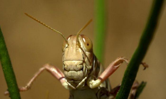 Authorities Say Las Vegas Grasshopper Invasion Is ‘Mostly Harmless’