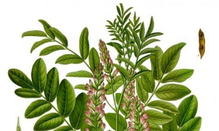 Liquorice — the Grandfather of Herbs